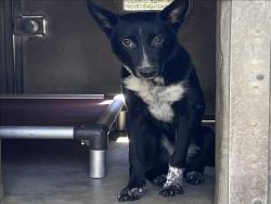 Shelter Stray Female Dog last seen , 1850 W 60th St, Los Angeles, CA 90047, USA