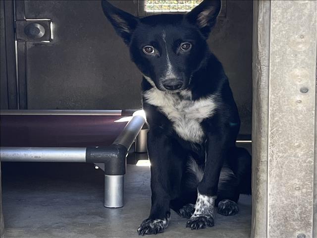 Shelter Stray Female Dog last seen , 1850 W 60th St, Los Angeles, CA 90047, USA