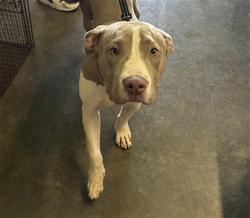 Shelter Stray Female Dog last seen , 1850 W 60th St, Los Angeles, CA 90047, USA