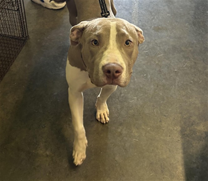 Shelter Stray Female Dog last seen , 1850 W 60th St, Los Angeles, CA 90047, USA