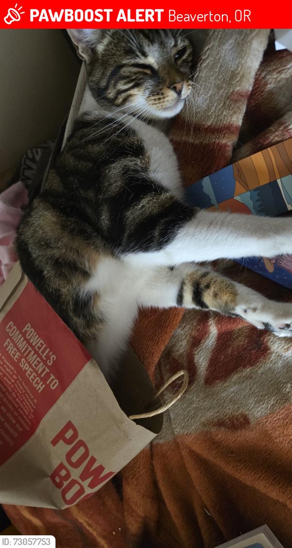 Lost Male Cat last seen Johnson st and 170th ave, Beaverton, OR 97006