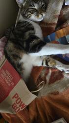 Lost Male Cat last seen Johnson st and 170th ave, Beaverton, OR 97006
