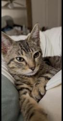 Lost Male Cat last seen Scott and Jennifer, Rowlett, TX 75088