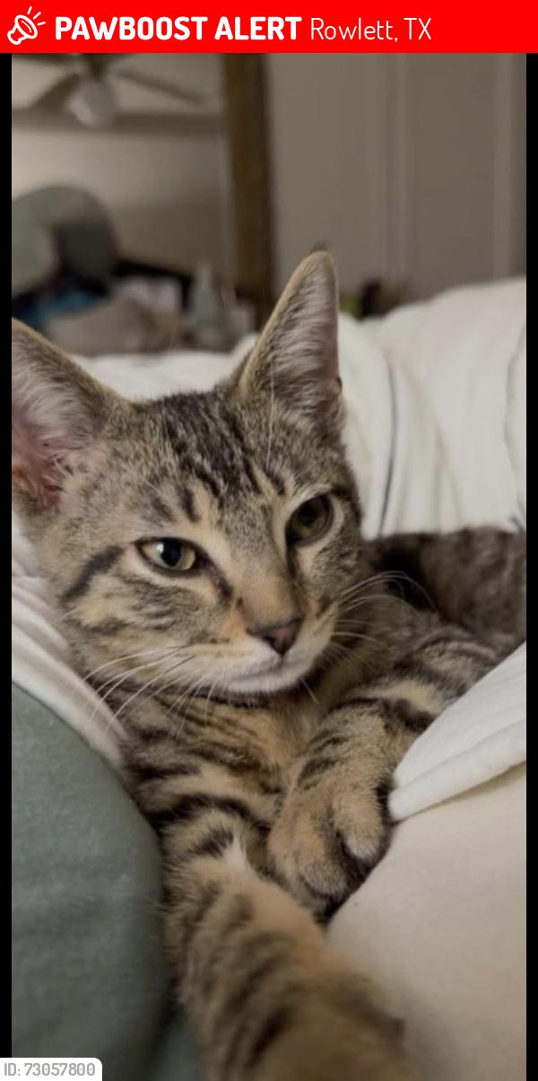 Lost Male Cat last seen Scott and Jennifer, Rowlett, TX 75088
