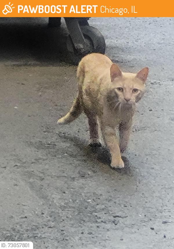 Found/Stray Female Cat last seen Sheridan & W Greenleaf, Chicago, IL 60626