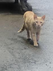 Found/Stray Female Cat last seen Sheridan & W Greenleaf, Chicago, IL 60626