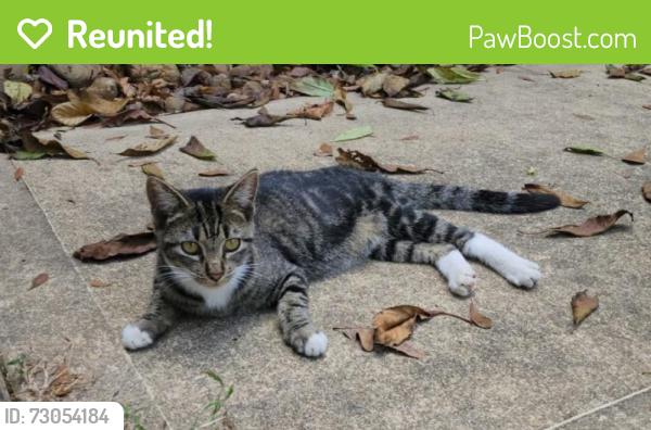 Reunited Female Cat last seen Timberline ests area, Conroe, TX 77303