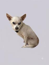 Shelter Stray Male Dog last seen W 48TH ST, 2020 Forest St, Jacksonville, FL 32204, USA