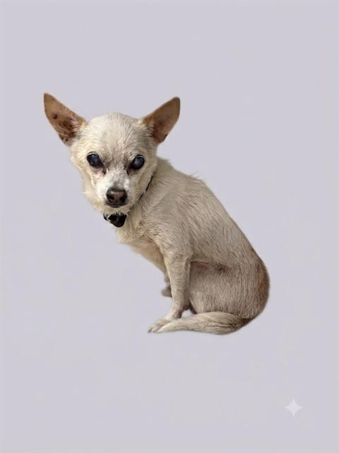 Shelter Stray Male Dog last seen W 48TH ST, 2020 Forest St, Jacksonville, FL 32204, USA