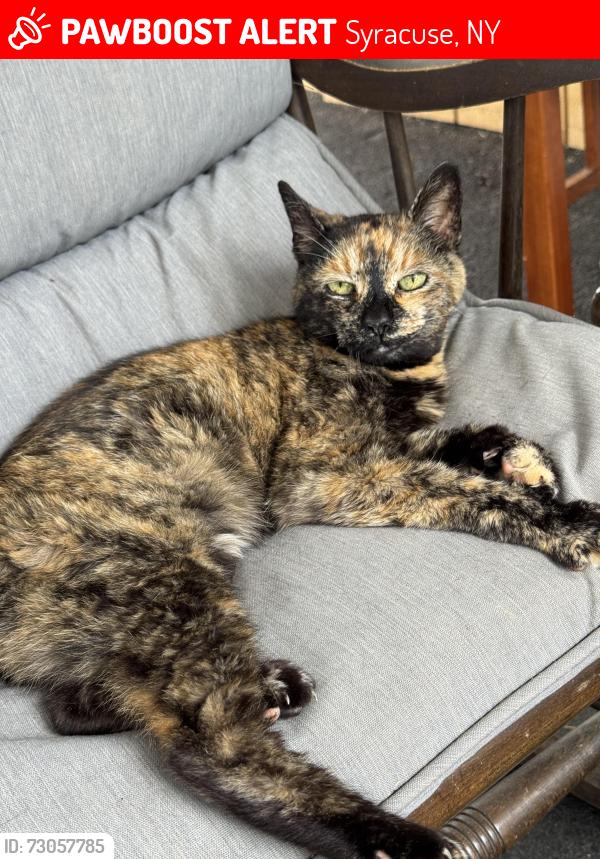 Lost Female Cat last seen Bennett Ave, Stinson St, Longbranch Rd, Longbranch Park, Syracuse, NY 13209
