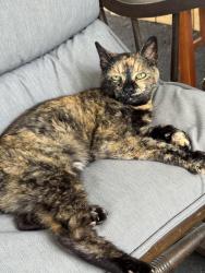 Lost Female Cat last seen Bennett Ave, Stinson St, Longbranch Rd, Longbranch Park, Syracuse, NY 13209