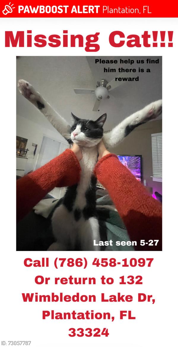 Lost Male Cat last seen seen by wimbledon, Plantation, FL 33324