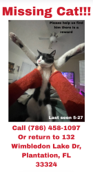 Lost Male Cat last seen seen by wimbledon, Plantation, FL 33324