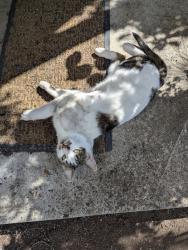 Found/Stray Male Cat last seen NE BURTON RD, Vancouver, WA 98661