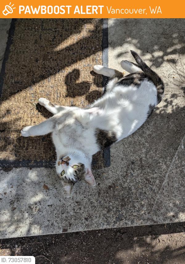 Found/Stray Male Cat last seen NE BURTON RD, Vancouver, WA 98661