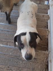 Found/Stray Male Dog last seen Escuela, Sandoval County, NM 87124