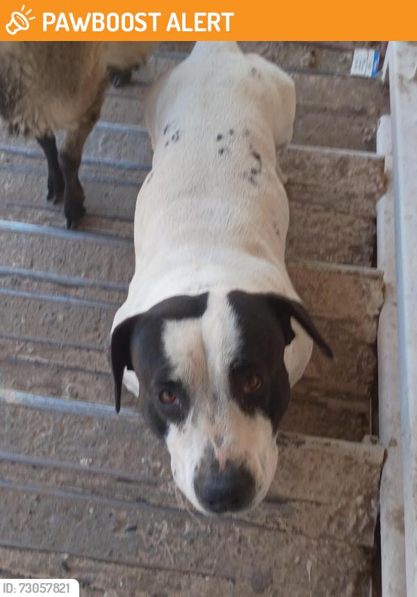 Found/Stray Male Dog last seen Escuela, Sandoval County, NM 87124