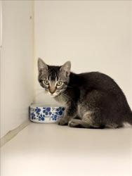 Shelter Stray Female Cat last seen ELDRIDGE, 16 Barnes Ct, Hayward, CA 94544, USA