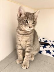 Shelter Stray Male Cat last seen ELDRIDGE, 16 Barnes Ct, Hayward, CA 94544, USA