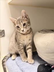Shelter Stray Female Cat last seen ELDRIDGE, 16 Barnes Ct, Hayward, CA 94544, USA