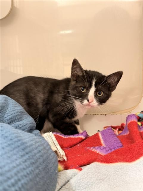 Shelter Stray Female Cat last seen DUMPED AT SHELTER, 16 Barnes Ct, Hayward, CA 94544, USA