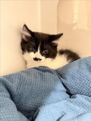 Shelter Stray Male Cat last seen DUMPED AT SHELTER, 16 Barnes Ct, Hayward, CA 94544, USA