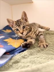 Shelter Stray Male Cat last seen , 16 Barnes Ct, Hayward, CA 94544, USA