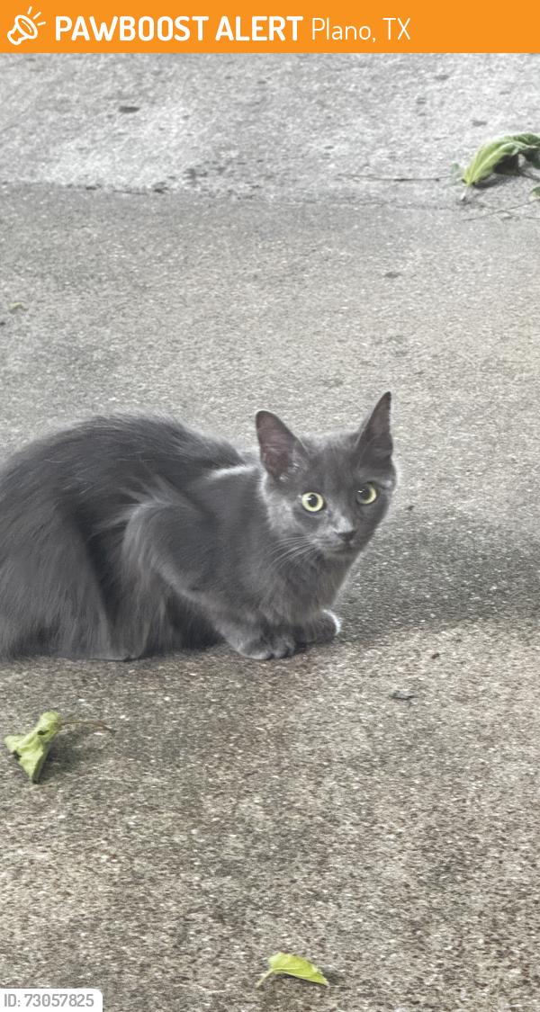 Found/Stray Unknown Cat last seen Mollimar Drive & Cloister Way in Plano Texas 75075, Plano, TX 75075