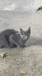 Found/Stray Unknown Cat last seen Mollimar Drive & Cloister Way in Plano Texas 75075, Plano, TX 75075