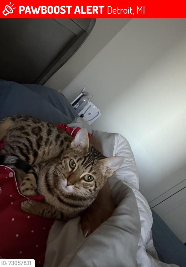 Lost Female Cat last seen Outer drive, Detroit, MI 48213