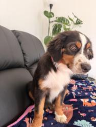 Reunited Male Dog last seen Near jimmy jhones , Kent, WA 98032
