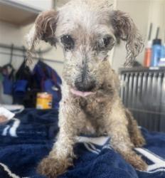 Shelter Stray Female Dog last seen Near BLOCK CAJON BLVD, 333 Chandler Pl, San Bernardino, CA 92408, USA