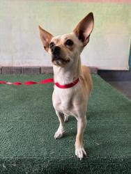 Shelter Stray Male Dog last seen , 4275 Elton St, Baldwin Park, CA 91706, USA