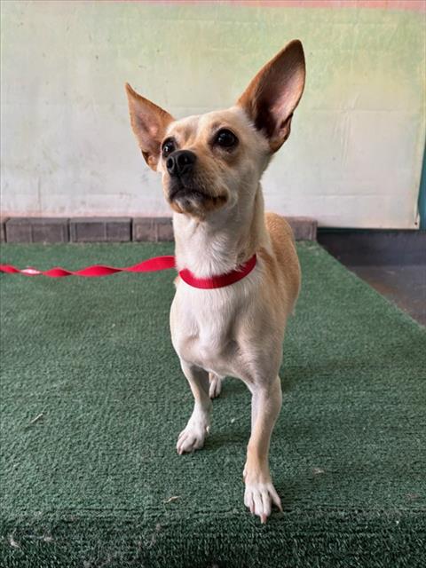 Shelter Stray Male Dog last seen , 4275 Elton St, Baldwin Park, CA 91706, USA