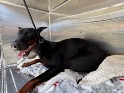 Shelter Stray Male Dog last seen , 4275 Elton St, Baldwin Park, CA 91706, USA