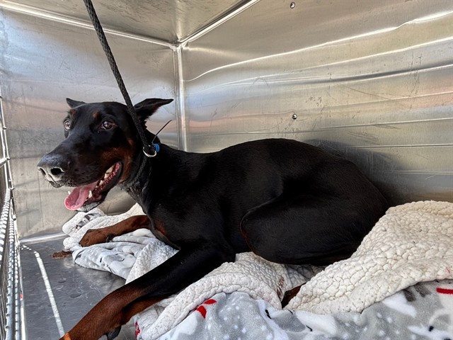 Shelter Stray Male Dog last seen , 4275 Elton St, Baldwin Park, CA 91706, USA