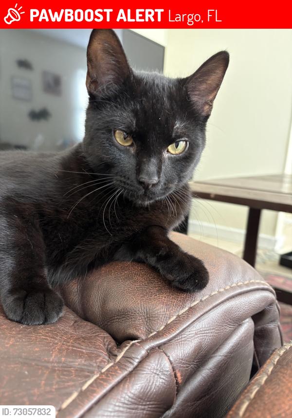 Lost Male Cat last seen Fulton dr, Largo, FL 33771