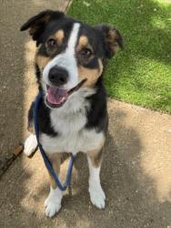 Shelter Stray Male Dog last seen , West Valley Animal Shelter, 20655 Plummer St, Chatsworth, CA 91311, USA