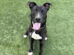 Shelter Stray Male Dog last seen , 3201 Lacy St, Los Angeles, CA 90031, USA