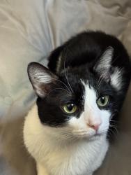 Lost Male Cat last seen Near W 180TH St between amsterdam and audobon, New York, NY 10033