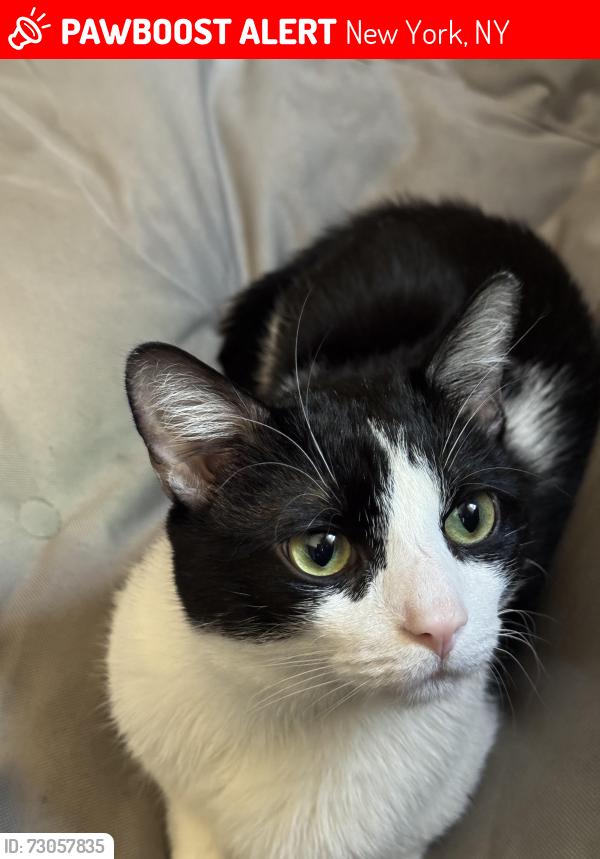Lost Male Cat last seen Near W 180TH St between amsterdam and audobon, New York, NY 10033