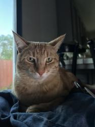 Lost Male Cat last seen New Bedford Glencove, Vallejo, CA 94591