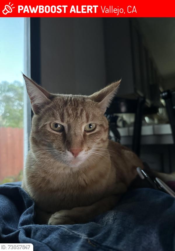 Lost Male Cat last seen New Bedford Glencove, Vallejo, CA 94591