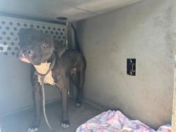 Shelter Stray Male Dog last seen , 11258 Garfield Ave, Downey, CA 90242, USA