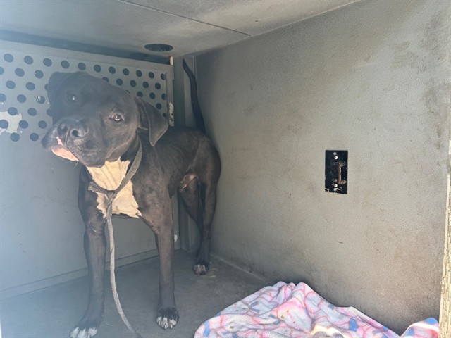 Shelter Stray Male Dog last seen , 11258 Garfield Ave, Downey, CA 90242, USA