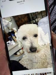 Lost Female Dog last seen Florida and Gibson, Albuquerque, NM 87108