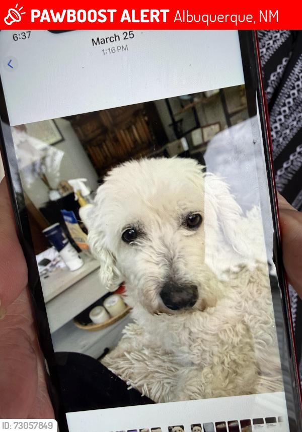 Lost Female Dog last seen Florida and Gibson, Albuquerque, NM 87108