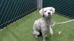 Shelter Stray Female Dog last seen , 11258 Garfield Ave, Downey, CA 90242, USA
