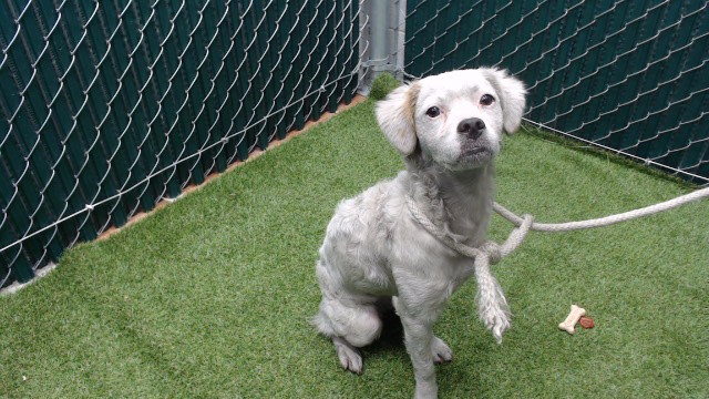 Shelter Stray Female Dog last seen , 11258 Garfield Ave, Downey, CA 90242, USA