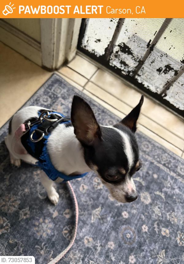 Found/Stray Female Dog last seen Santa Fe, Carson, CA 90745